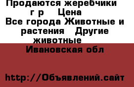Продаются жеребчики 14,15 16 г.р  › Цена ­ 177 000 - Все города Животные и растения » Другие животные   . Ивановская обл.